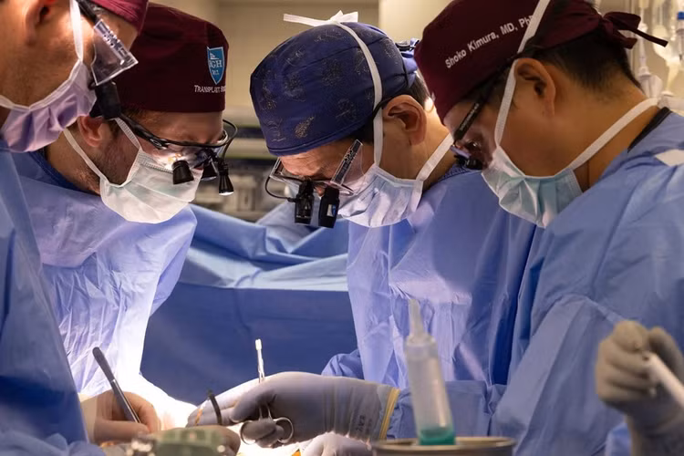 Thí nghiệm ghép thận lợn ở Mỹ mở ra hy vọng mới cho bệnh nhân suy thận. Ảnh: Fortune