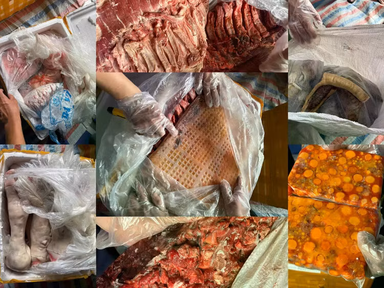 Hàng tấn sản phẩm nội tạng động vật đông lạnh đã xuất hiện nấm mốc và bốc mùi hôi. Ảnh: CACC