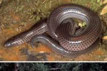 Top sinh vật độc-dị-lạ mới được phát hiện ở Việt Nam