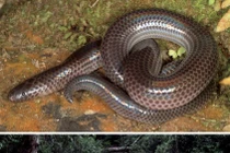 Top sinh vật độc-dị-lạ mới được phát hiện ở Việt Nam