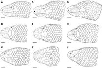 Loài thằn lằn không mắt không chân vừa phát hiện ở Ninh Thuận