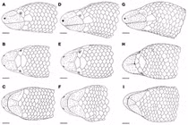 Loài thằn lằn không mắt không chân vừa phát hiện ở Ninh Thuận