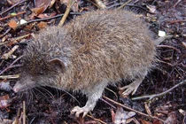 10 động vật độc - dị - lạ được phát hiện 2023