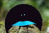 Soi vẻ đẹp những loài chim kỳ quặc nhất thế giới