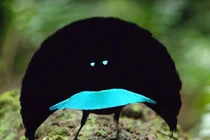 Soi vẻ đẹp những loài chim kỳ quặc nhất thế giới