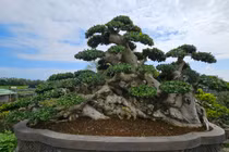 Cận cảnh cụ duối trăm tuổi khiến đại gia mê mẩn ở Bình Định