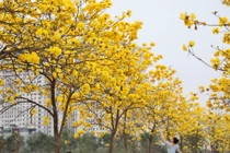 Đường hoa phong linh đẹp tựa trời Âu giữa lòng Hà Nội