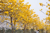 Đường hoa phong linh đẹp tựa trời Âu giữa lòng Hà Nội