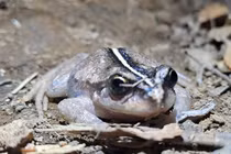 Ếch ma biệt tích cả trăm năm bất thình lình xuất hiện