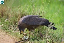 Quái điểu hung hăng nhất thế gian, rắn độc cũng phải dè chừng