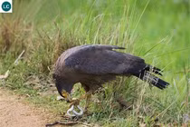 Quái điểu hung hăng nhất thế gian, rắn độc cũng phải dè chừng