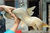 Quái ngư khủng lọt lưới, lão nông lập tức hét lớn "Thả ngay ra!" 