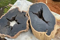 Gỗ đen đắt nhất hành tinh, 60 năm mới trưởng thành 