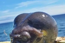 Sinh vật "ngoài hành tinh" thình lình trồi lên mặt biển... ngư phủ rùng mình 