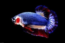 Tận mục con cá bé tí 37 triệu đồng khiến đại gia săn lùng ráo riết 