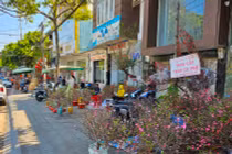 Cận Tết: Đào, quất mini bất ngờ đắt hàng