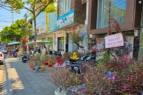 Cận Tết: Đào, quất mini bất ngờ đắt hàng