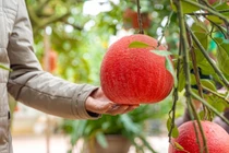 Bưởi "tiến vua" cháy hàng trước Tết Nguyên đán 