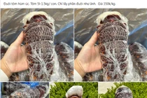 Sự thật đuôi tôm hùm Úc giá siêu rẻ