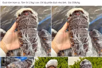 Sự thật đuôi tôm hùm Úc giá siêu rẻ