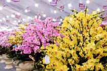 Gần Tết Giáp Thìn 2024, lan hồ điệp ồ ạt xuống phố