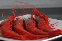 Gần Tết, tôm quỷ đỏ gần 5 triệu đồng/kg gây sốt thị trường