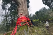  Loài cây vô cùng đắt đỏ, được ví von quý hơn vàng