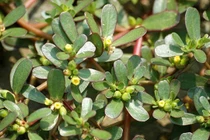 Rau mọc dại trong ao hồ tại Việt Nam "đắt giá" ở nước ngoài