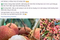 Vải chín sớm tấp nập khách mua, giá lên tới hơn 100.000 đồng/kg