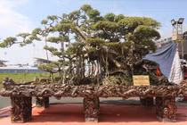 Kinh ngạc sanh cổ dáng “kỳ quái”, chủ hét giá 10 tỷ đồng 