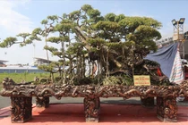 Kinh ngạc sanh cổ dáng “kỳ quái”, chủ hét giá 10 tỷ đồng 