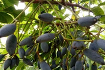 Loại quả xưa dành cho nhà nghèo, nay được ví như “vàng đen”