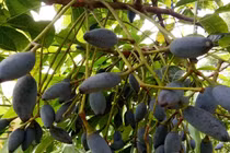 Loại quả xưa dành cho nhà nghèo, nay được ví như “vàng đen”