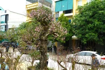 Đào cổ thụ trăm tuổi xuống phố chỉ cho thuê, không bán 