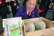 Cặp dưa lưới Nhật Bản được bán với giá gần 500 triệu