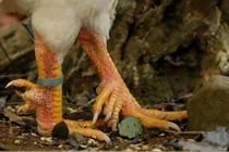 Giống gà trong truyền thuyết đắt hàng, 50 triệu một con vẫn hút khách