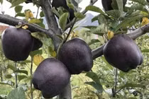 Điểm danh 3 loại táo đắt như “kim cương”, nhà giàu cũng khó mua