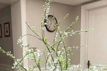 Chị em thi nhau xuống tiền mua loại hoa nhìn như “củi khô” để chơi Tết 