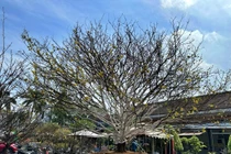 Tận mắt ngắm những gốc mai tiền tỷ, có cây trăm tuổi