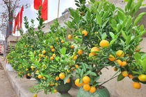 Đào quất xuống phố “ngóng” khách