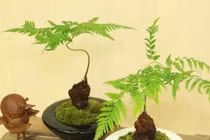 Độc đáo những mẫu bonsai cỏ dại đẹp đến say lòng 