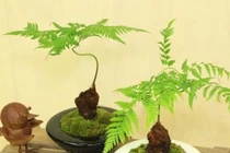 Độc đáo những mẫu bonsai cỏ dại đẹp đến say lòng 