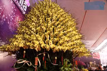 Chậu lan dát vàng gần 4 tỷ gây sốt thị trường Tết 2025