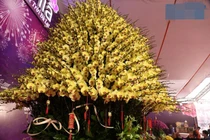 Chậu lan dát vàng gần 4 tỷ gây sốt thị trường Tết 2025