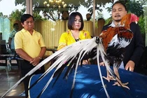 Kinh ngạc những chú gà chọi tiền tỷ, đại gia mê mẩn