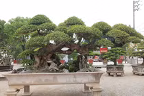 Cây duối cổ “Long đàn Phượng vũ” khiến đại gia mê mẩn