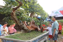 Cây dại lên chậu thành bonsai tiền tỷ