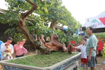 Cây dại lên chậu thành bonsai tiền tỷ