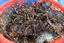 Xuất khẩu tôm sang Trung Quốc tăng mạnh