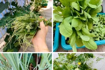 Khu biệt thự vườn thơ mộng với giàn cây xanh mướt của Thân Thúy Hà